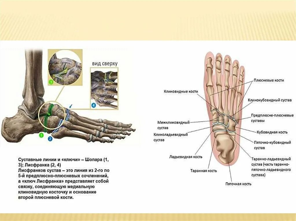 Мкб 10 плюсневая кость. Ладьевидная кость стопы анатомия. Предплюсноплюсневые суставы. Ладьевидная кость стопы плюсна. Кубовидная кость стопы анатомия.