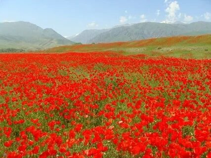 Грифер өзінің сиськилерін көрсетті