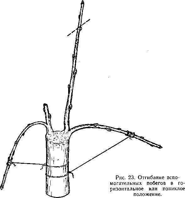 Отгибание веток плодовых деревьев. Отгибание веток у яблони. Обрезка привитых веток яблони. Волчковые ветки у яблони что это.