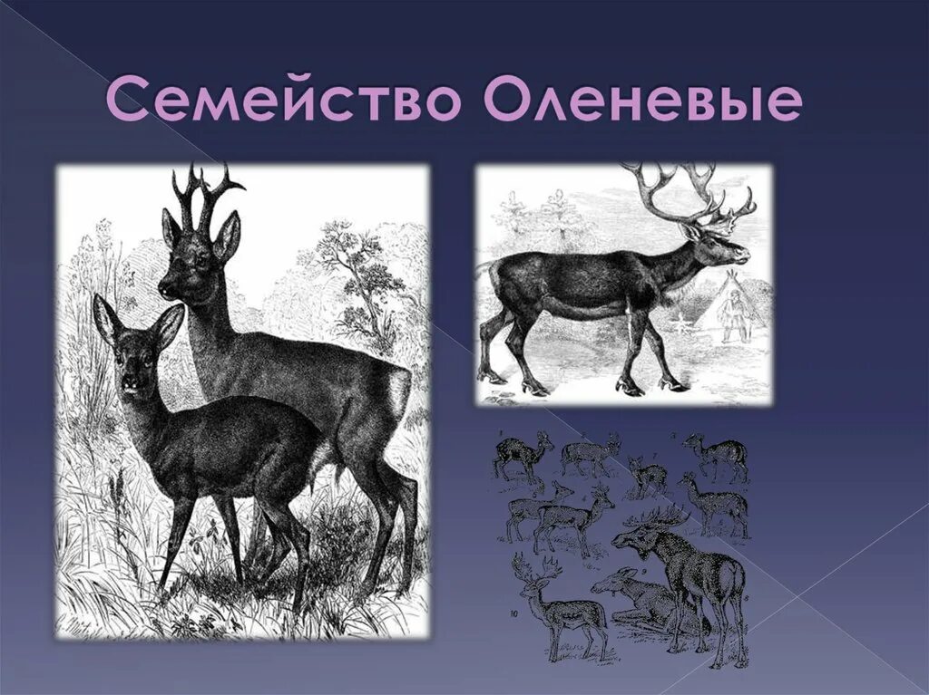 Лось относится к парнокопытным. Парнокопытные Оленевые. Оленевые представители. Семейство Оленевые представители. Парнокопытные Оленевые представители.