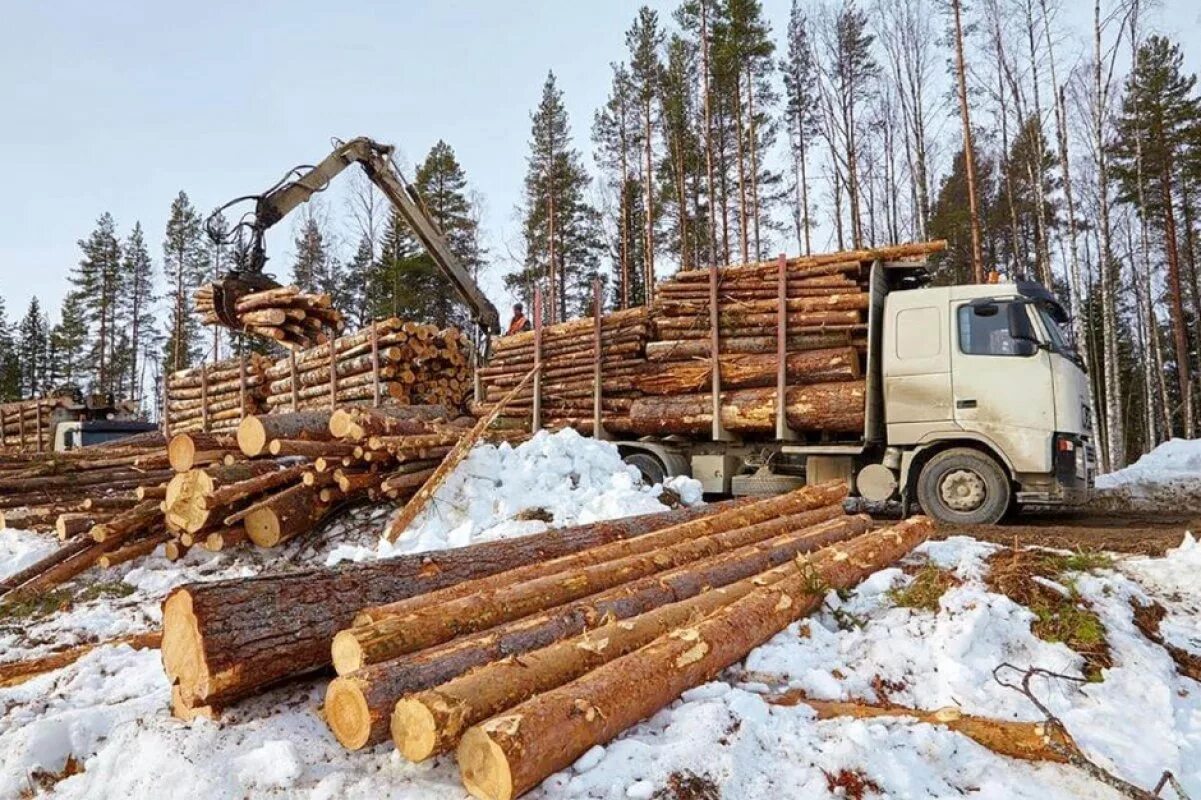 Заготовка древесины в россии
