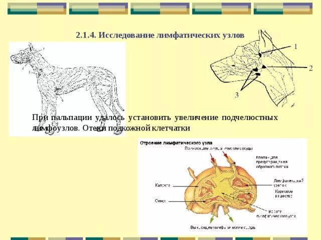 Схема расположения основных лимфатических узлов у животных. Лимфатическая система собаки схема. Подчелюстные лимфатические узлы у кошки. Лимфатические узлы собаки схема. Увеличенные лимфоузлы у кота