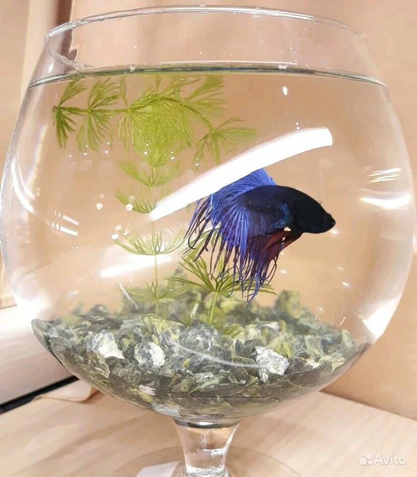 Аквариум для петушка. Как содержать рыбок в аквариуме. Аквариум домашний с рыбками. Аквариум для рыбок петушков. Небольшие аквариумы для рыбок петушков.