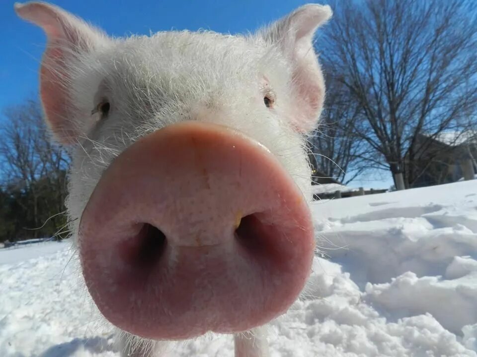 Зима свинья