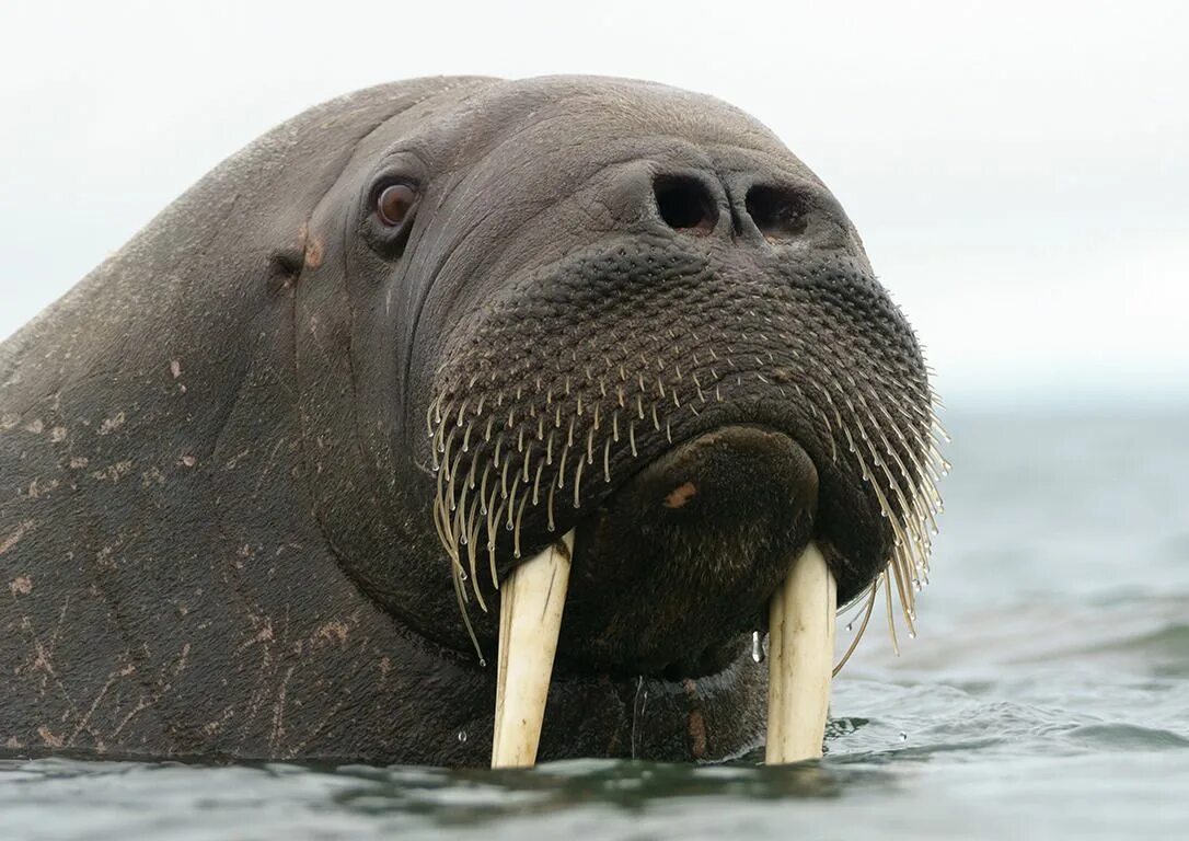 Дальневосточный морж. Морж Барон. Odobenus rosmarus laptevi. Атлантический морж.