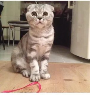 Подстричь шотландскую кошку