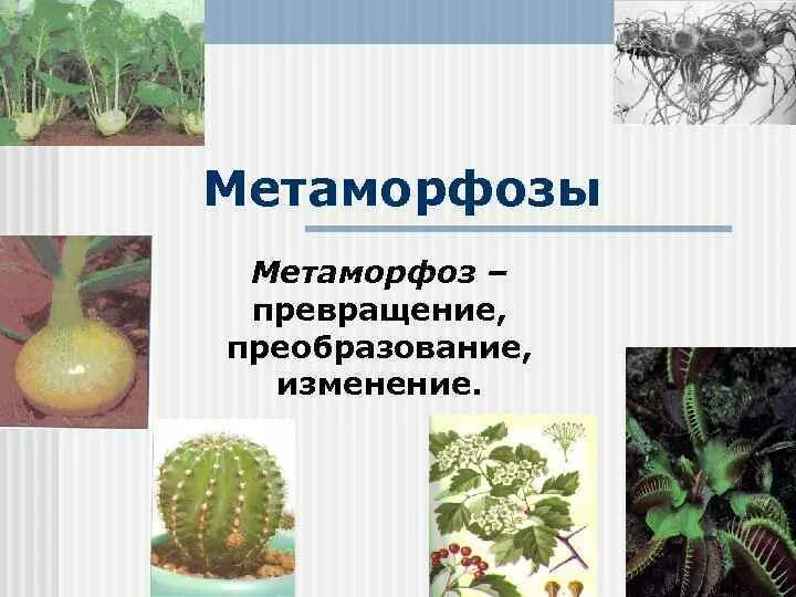 Метаморфоз это превращение. Метаморфозы презентация. Метаморфозы это простыми словами примеры. Метаморфоз это простыми словами.