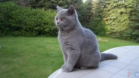 Английская кошка