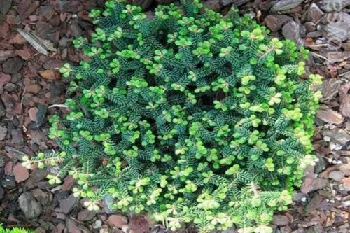 Abies koreana piccolo. Пихта бальзамическая пикколо. Abies koreana piccolo. Abies koreana piccolo. Пихта бальзамическая киви.