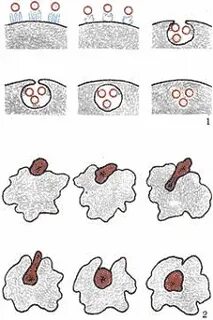 Пино и фагоцитоз