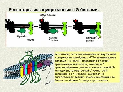 Белок рецептор