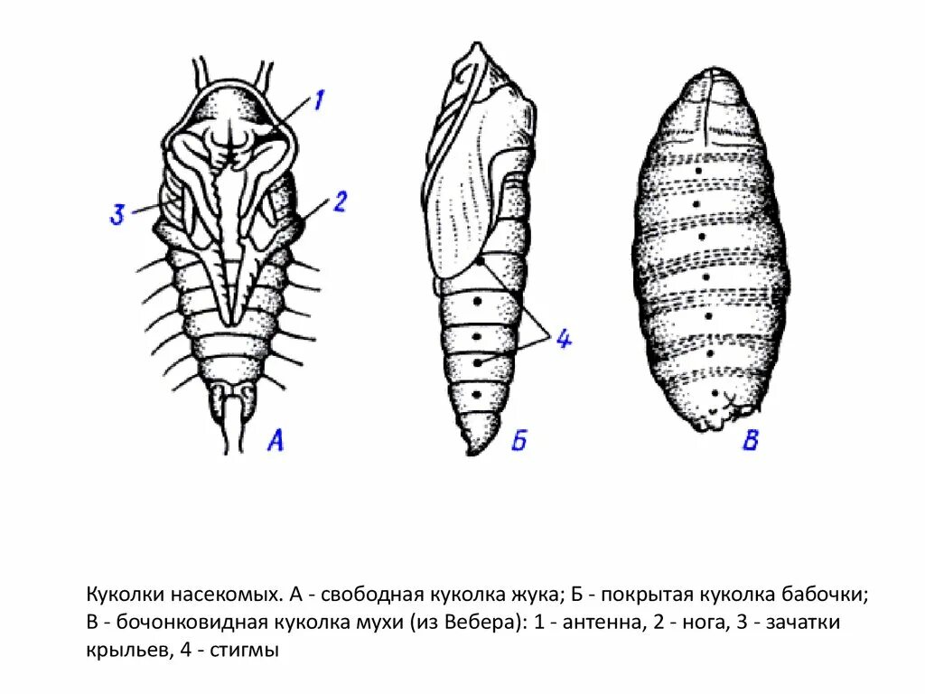 Свободная куколка жука. Типы личинок и куколок насекомых. Типы куколок и коконов насекомых. Открытая куколка