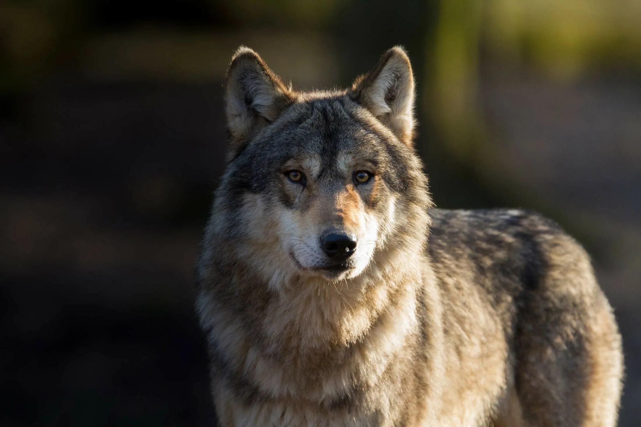 Русский вольф. Серый волк canis Lupus. Карпатский волк. Волк - canis Lupus l.. Североамериканский Лесной волк.