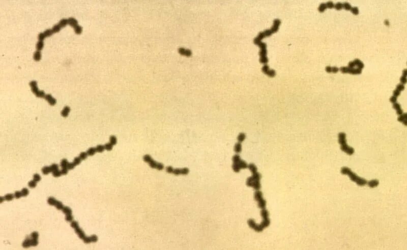 Staphylococcus viridans