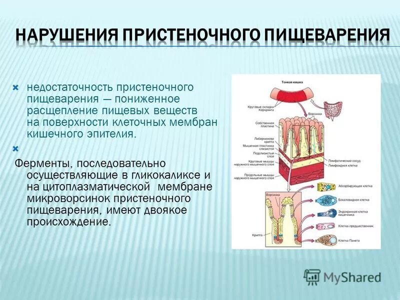 Что такое пристеночное пищеварение