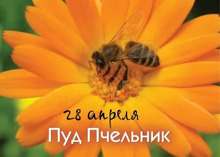 Пудов день