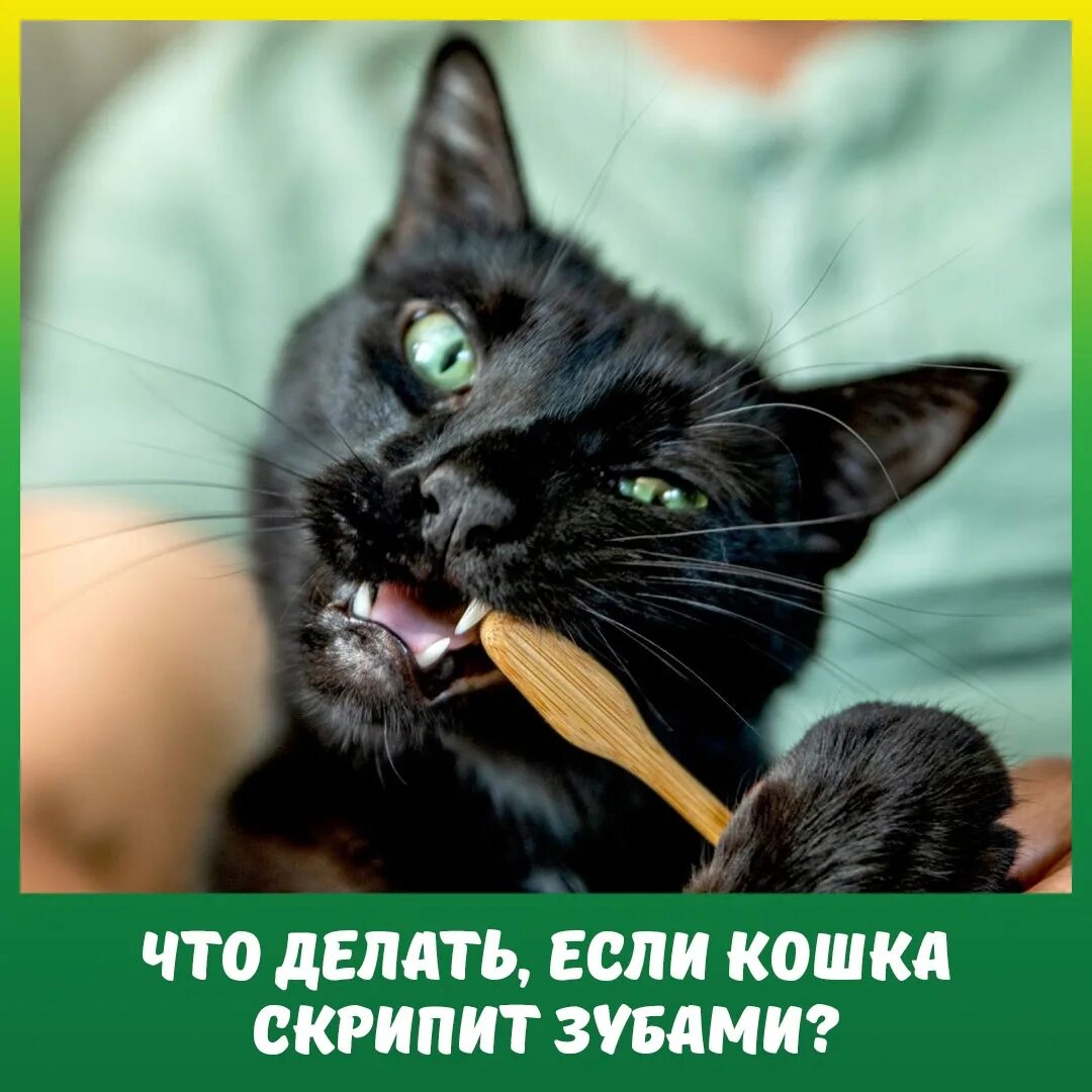 Котэ чистим. Котэ чистим