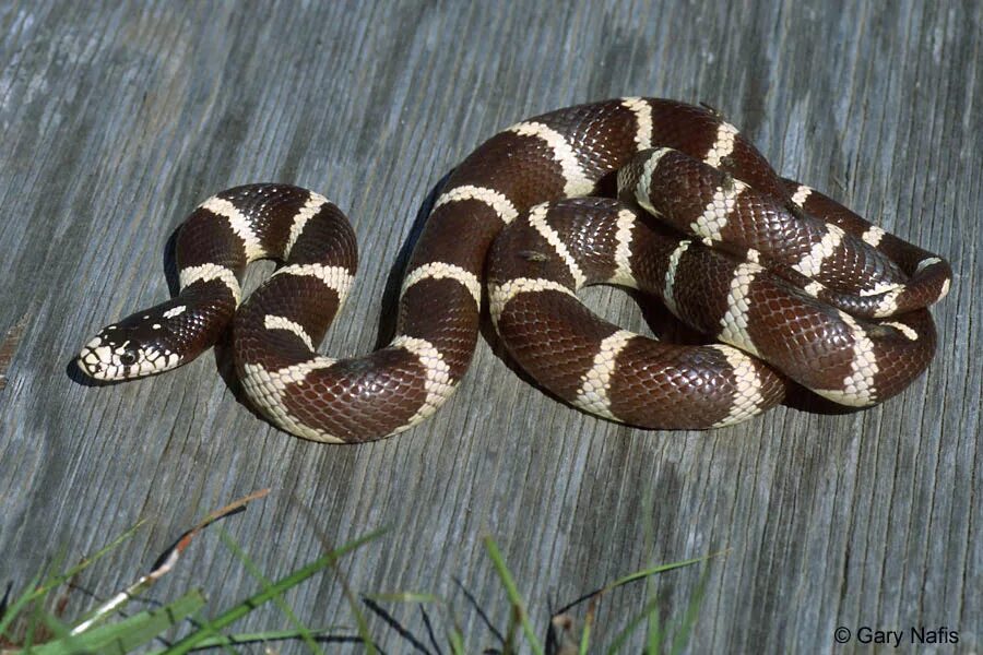 Brown banded. Калифорнийская двухголовая Королевская змея. Флоридская Королевская змея. Королевская Калифорнийская змея Striped. Королевская змея Калифорнийская Albino Striped.