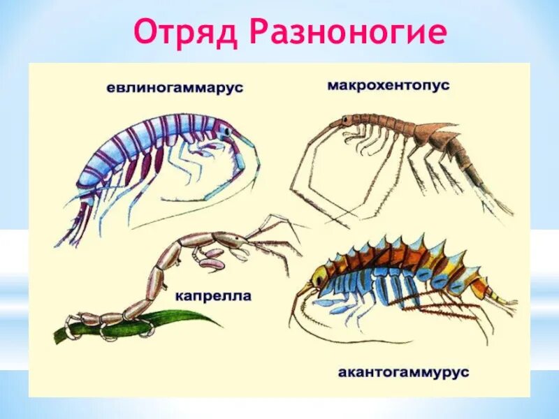 Предки ракообразных. Отряд десятиногие ракообразные. Отряд разноногие. Представители отряда разноногие. Отряды членистоногих.