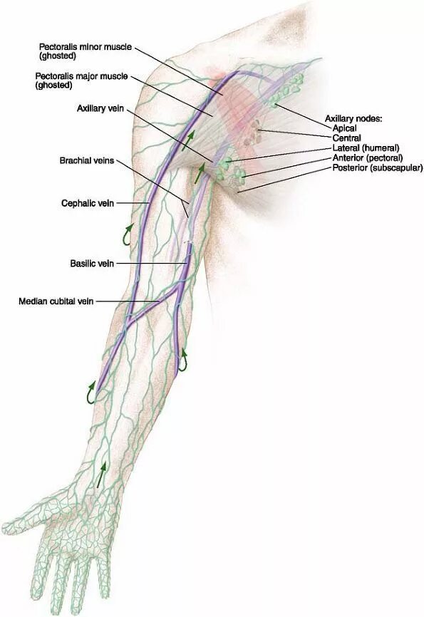 Лимфатические узлы верхней конечности. Региональные лимфатические узлы верхней конечности. Локтевые кубитальные лимфоузлы. Лимфатическая система верхних конечностей человека. Лимфоузел на локте