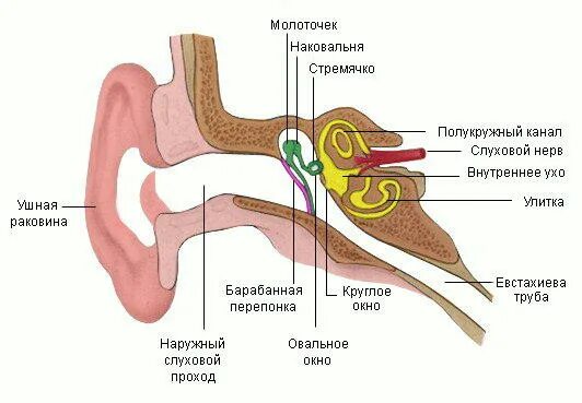 Строение органа слуха млекопитающих. Строение внутреннего уха млекопитающих. Строение органов слуха млекопитающих схема. Строение уха человека и млекопитающего. Орган слуха у млекопитающих