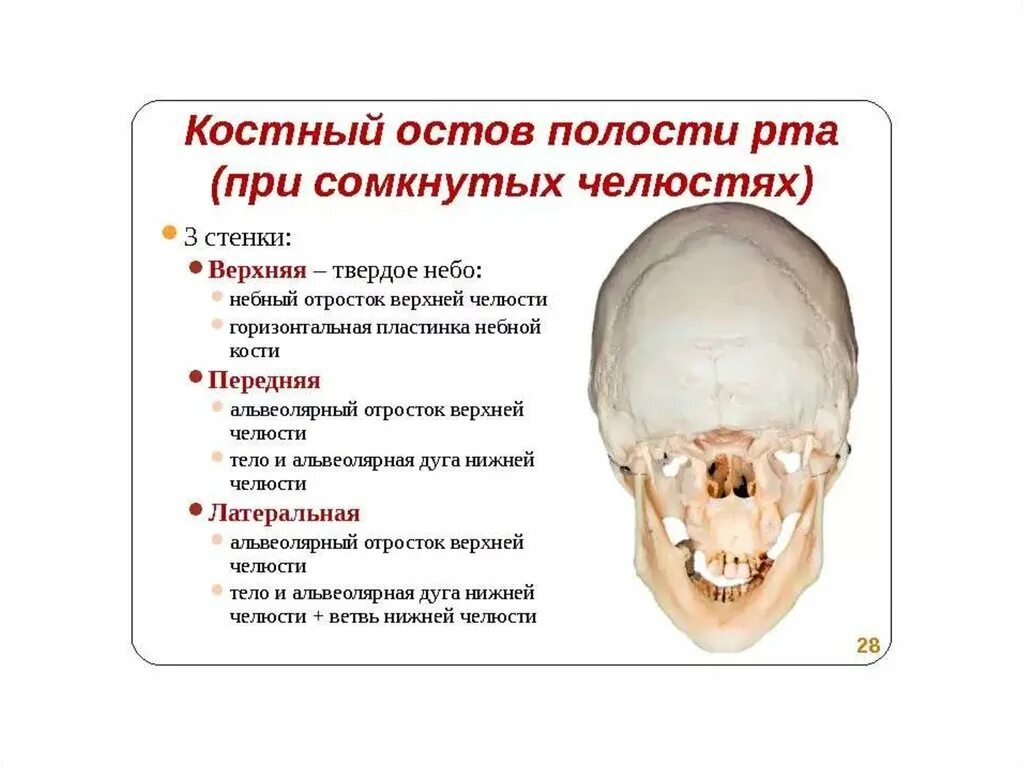 Полости в костях черепа. Костный остов ротовой полости. Костные стенки ротовой полости. Костный остов полости рта анатомия. Кости образующие полость рта.