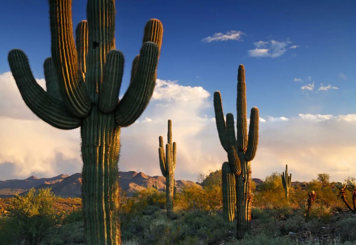 Cactus dg. Кактус Сагуаро Северной Америки. Мексика кактусы Сагуаро. Сагуаро, цереус гигантский. Кактус цереус гигантский.