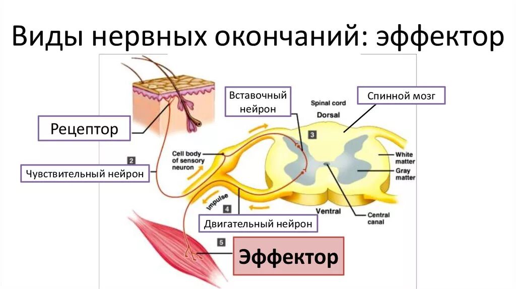 Нервные окончания рецепторы эффекторы. Нервные окончания рецепторы эффекторы синапс. Чувствительные и двигательные нервные окончания. Чувствительное окончание нервного волокна.