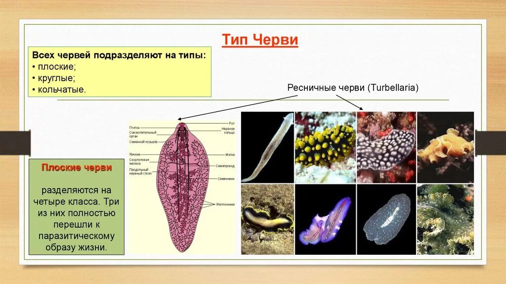 Плоские черви сравнение. Тип плоских червей типы. Таблица 7 класс Тип плоские черви Ресничные. Тип плоские черви турбеллярии. Общая характеристика червей Тип плоские черви Ресничные черви.