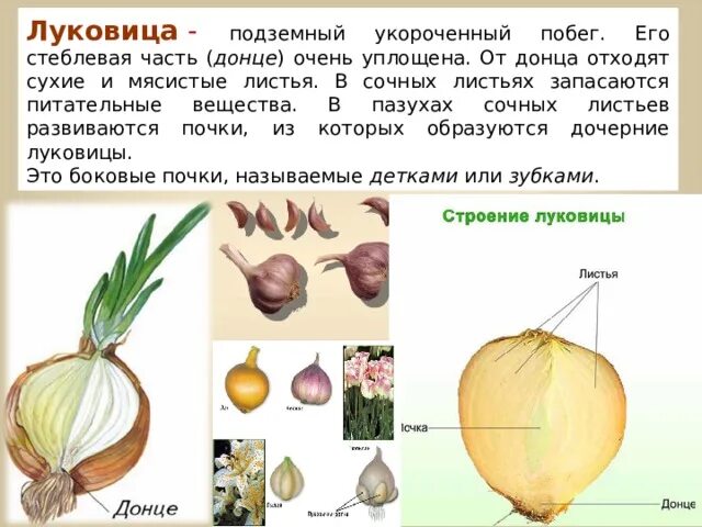 Луковица укороченный подземный побег. Донце луковицы. Строение луковицы. Строение Донца луковицы.