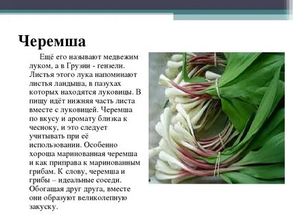Польза черемши для человека