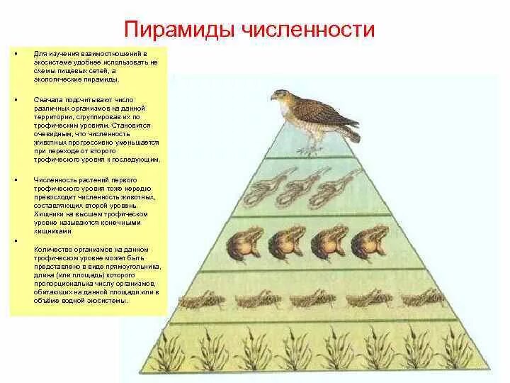 Экологическая пирамида это в биологии 11 класс. Трофический уровень экологической пирамиды. Экологическая пирамида 9 класс биология. Фитопланктон трофический уровень