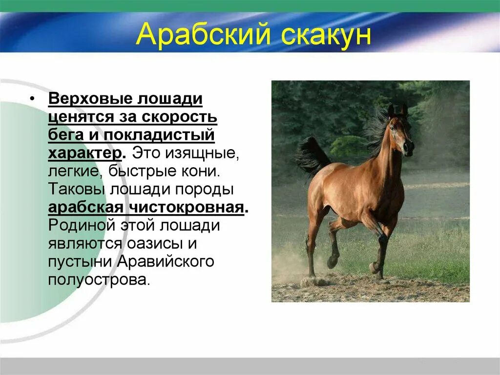 Произведения о лошадях 7 класс. Сведения о лошадях. Презентация на тему лошади. Доклад на тему лошадь. Доклад на тему домашние животные лошадь.