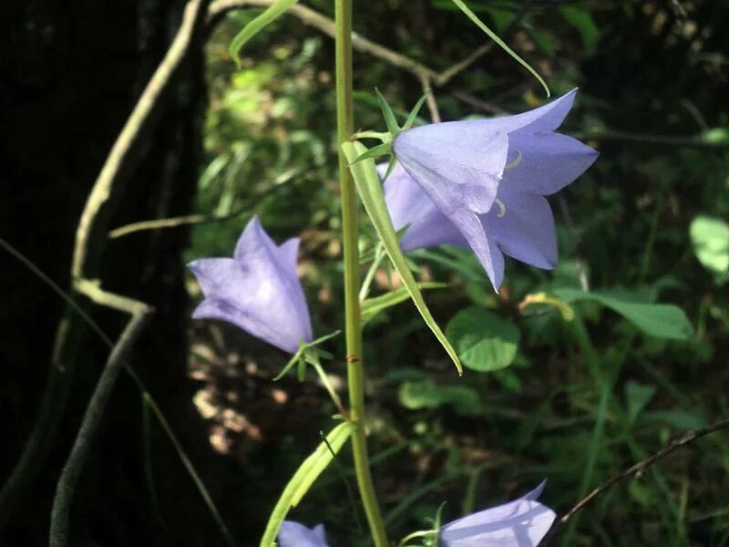 Free Images : landscape, leaf, flower, bloom, summer, floral, spring, green, her