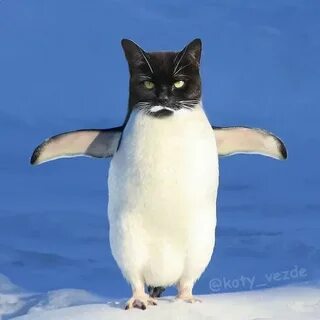 Котик пингвин
