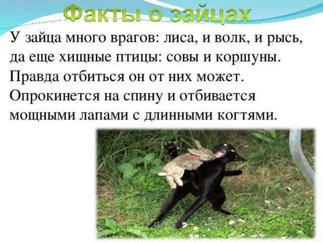 Что не помогает зайцу спасаться от врагов. Заяц защищается от врагов. как защищается заяц. враги зайца. враги зайца в природе.