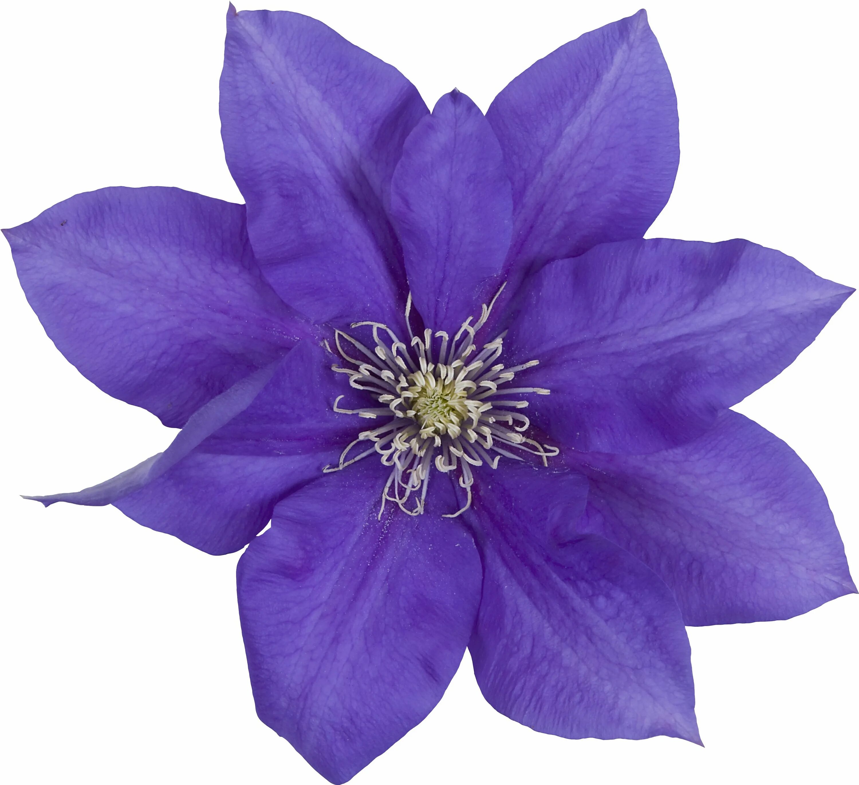 Клематис олимпия фото и описание Clematis 'Edda' Clematis, Perennials, Clematis flower