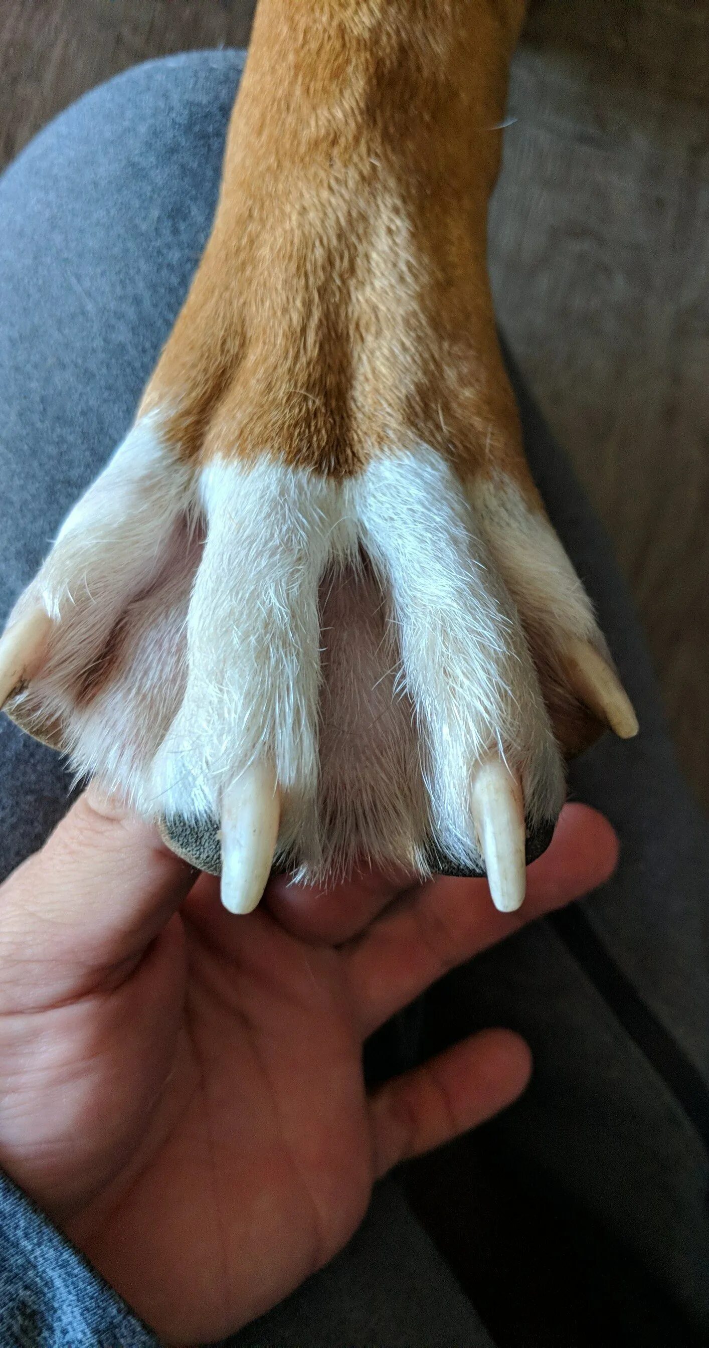 Короткие пальцы у собак. Перепончатые лапы лабрадора. Собачья лапа.