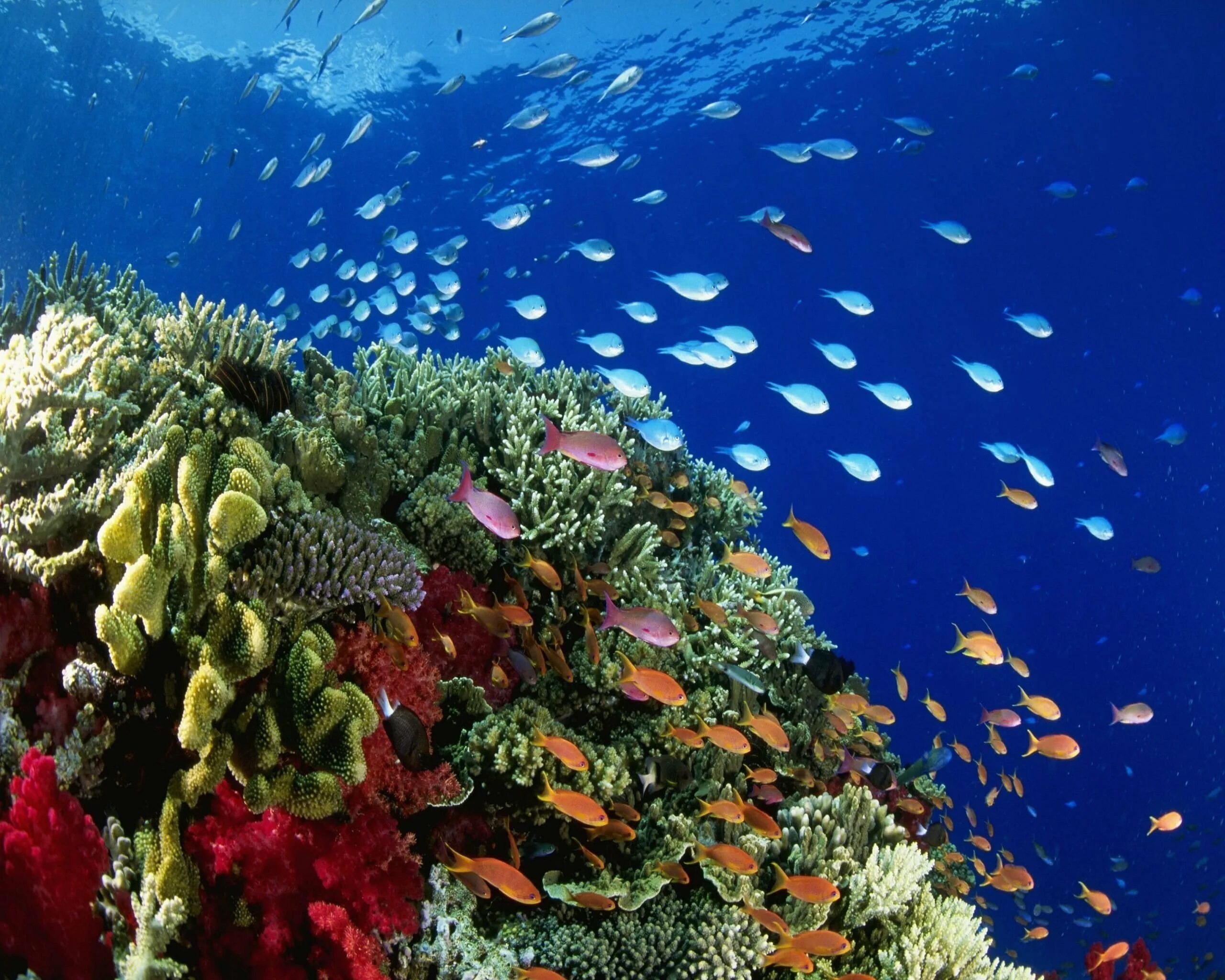 Разнообразие водных организмов. Риф Шарм-Эль-Шейх. Подводный риф Шарм-Эль-Шейх. Рифы рас Мухаммед. Коралловый риф Хургада.