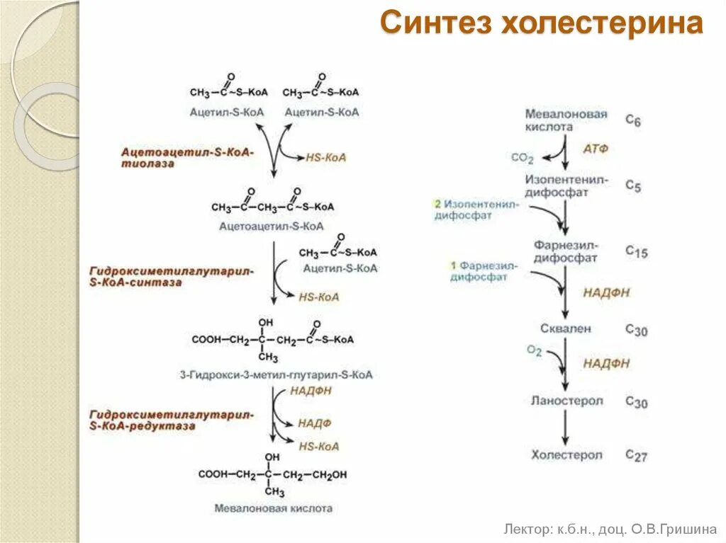 Этапы синтеза холестерина (схема). Синтез холестерина схема. Синтез холестерола до мевалоновой кислоты. Эндогенный Синтез холестерина схема. Превращение ацетил коа