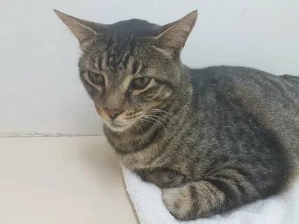 Кошкины жизни
