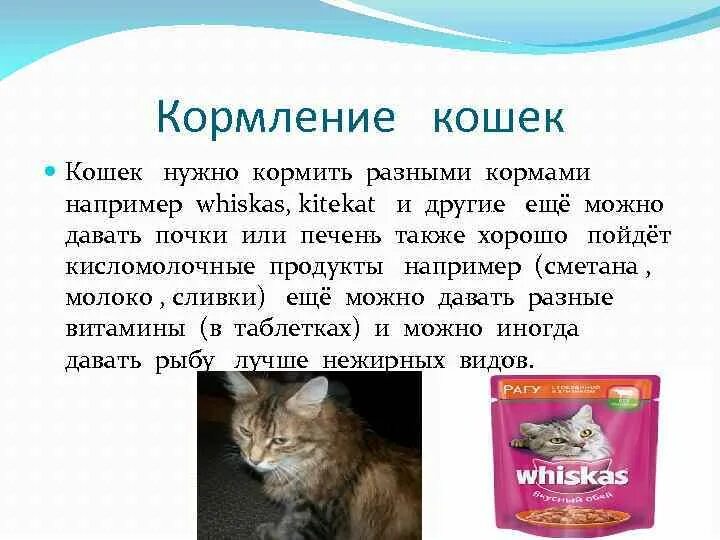 Как кормить котенка кормом. Рацион питания домашней кошки. Чем кормить кошку. Правильные корма для кошек. Какие корма можно давать кошкам.