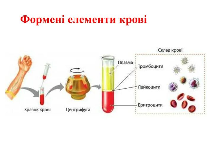 Состоит из плазмы и форменных
