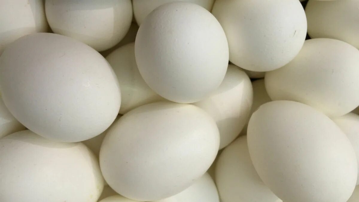 Купить инкубационное яйцо леггорн. Гусиные яйца. Леггорн яйца. Аллергенность гусиных яиц.