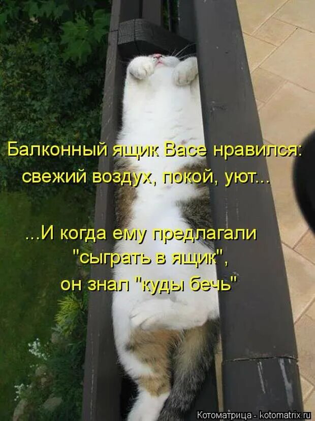Кот эх. Эх котик.