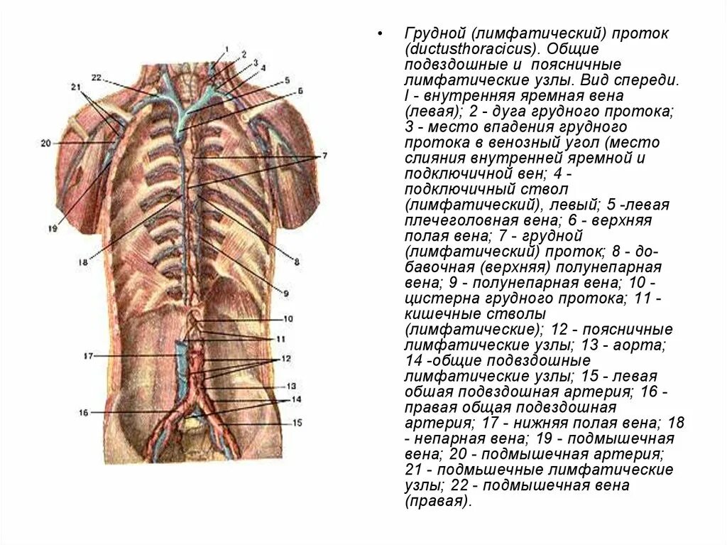 Топография грудного лимфатического протока. Грудной лимфатический проток схема. Грудной проток лимфатической системы. Лимфатические протоки цистерна. Поясничные лимфоузлы