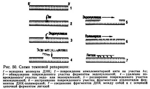 Пострепликативная репарация днк