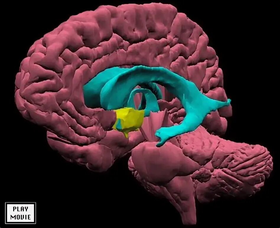 Brain only. Мозг гифка. Cerebellum animation.