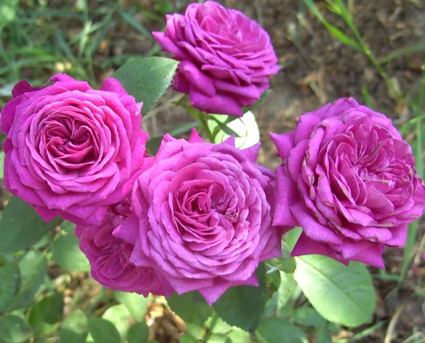 Rose desire. Розы французской селекции. Rose desire. Rose desire. Rose desire.