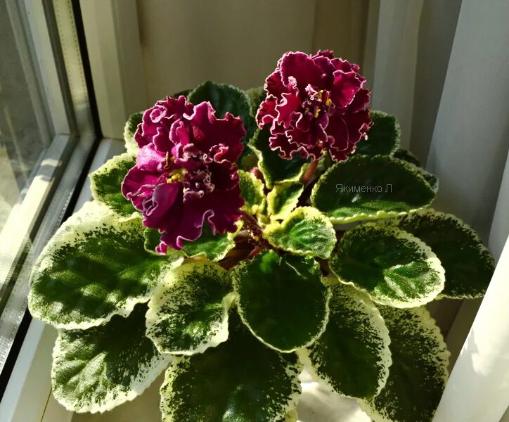 ЛЕ Оксана African violets plants, African violets, Violet plant